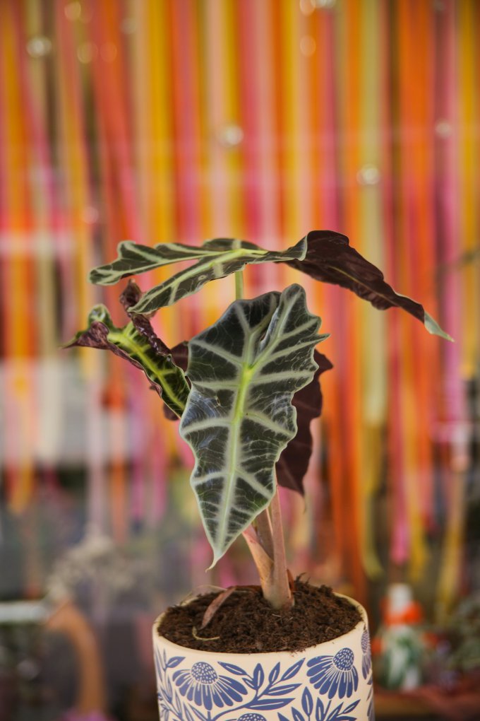 Jungle urbaine photo 7